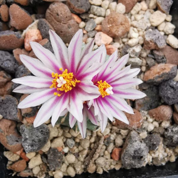 Turbinicarpus panarottoi